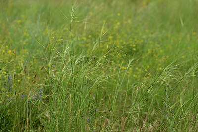 BUITEN BEELD Foto: 436861