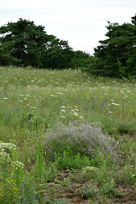 BUITEN BEELD Foto: 436863