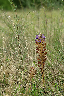 BUITEN BEELD Foto: 436864