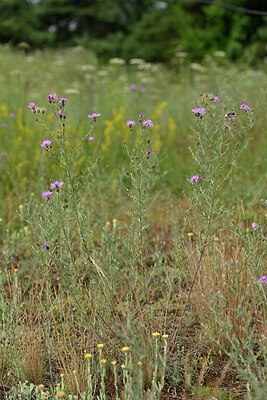 BUITEN BEELD Foto: 436865