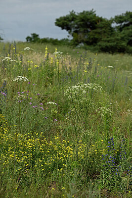 BUITEN BEELD Foto: 436867