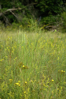 BUITEN BEELD Foto: 436868
