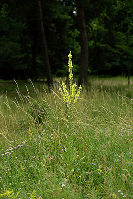 BUITEN BEELD Foto: 436869