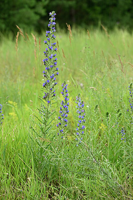 BUITEN BEELD Foto: 436870