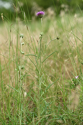 BUITEN BEELD Foto: 436872