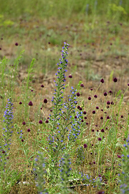 BUITEN BEELD Foto: 436873