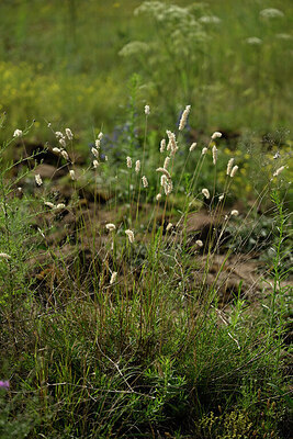 BUITEN BEELD Foto: 436878