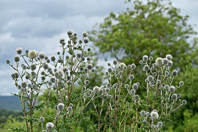BUITEN BEELD Foto: 436879