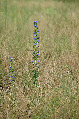 BUITEN BEELD Foto: 436881