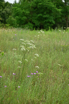 BUITEN BEELD Foto: 436882