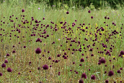 BUITEN BEELD Foto: 436884