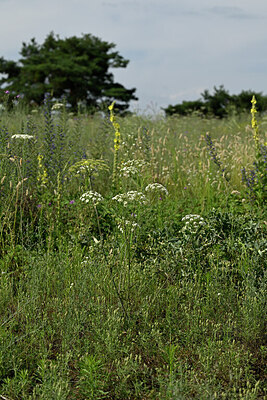 BUITEN BEELD Foto: 436886