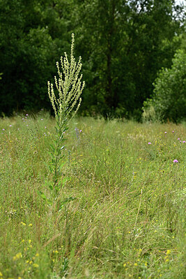 BUITEN BEELD Foto: 436887