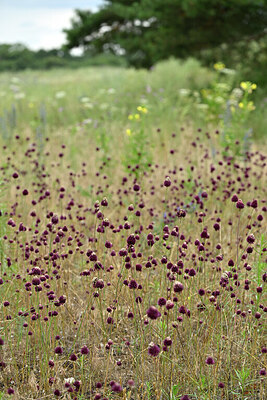 BUITEN BEELD Foto: 436888