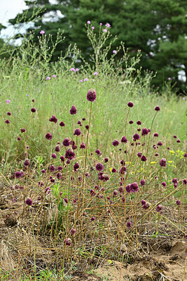 BUITEN BEELD Foto: 436889