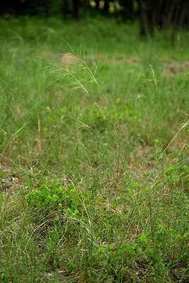 BUITEN BEELD Foto: 436890