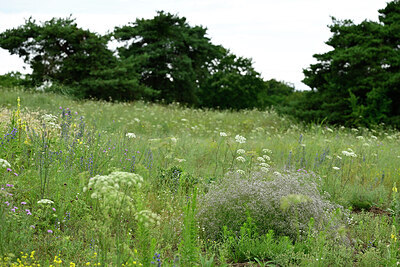 BUITEN BEELD Foto: 436894
