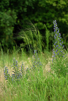 BUITEN BEELD Foto: 436895