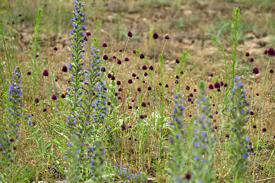 BUITEN BEELD Foto: 436898