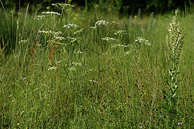 BUITEN BEELD Foto: 436899