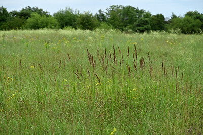 BUITEN BEELD Foto: 436900