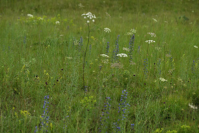 BUITEN BEELD Foto: 436903