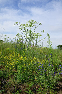 BUITEN BEELD Foto: 436904