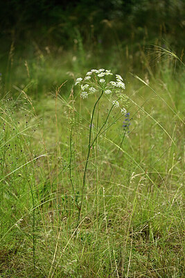 BUITEN BEELD Foto: 436905