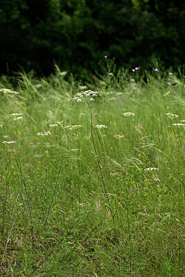 BUITEN BEELD Foto: 436906