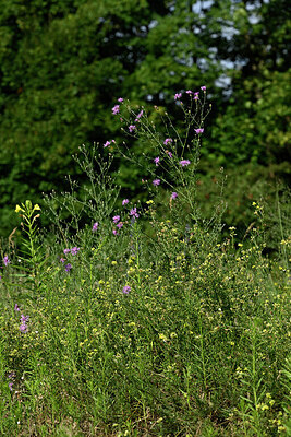 BUITEN BEELD Foto: 436908