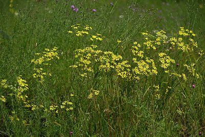BUITEN BEELD Foto: 436909