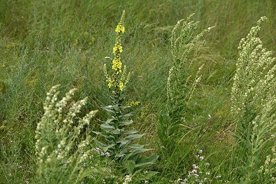 BUITEN BEELD Foto: 436910