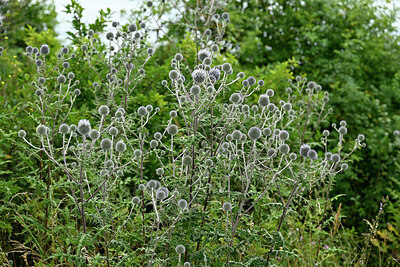 BUITEN BEELD Foto: 436911