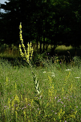 BUITEN BEELD Foto: 436914