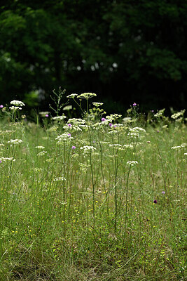 BUITEN BEELD Foto: 436916