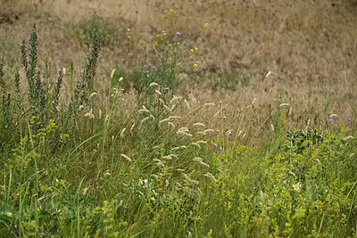 BUITEN BEELD Foto: 436917