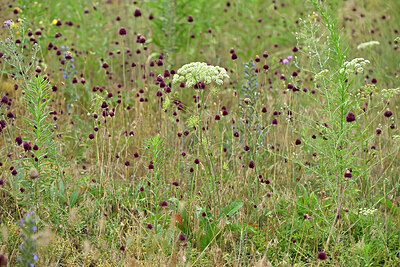 BUITEN BEELD Foto: 436918
