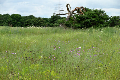 BUITEN BEELD Foto: 436919