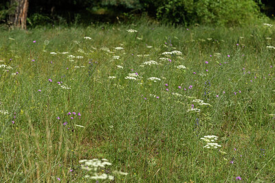 BUITEN BEELD Foto: 436922