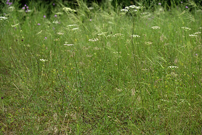 BUITEN BEELD Foto: 436923