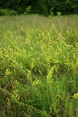 BUITEN BEELD Foto: 436925
