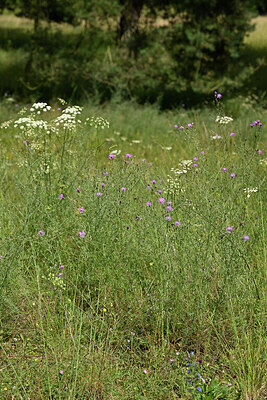 BUITEN BEELD Foto: 436929