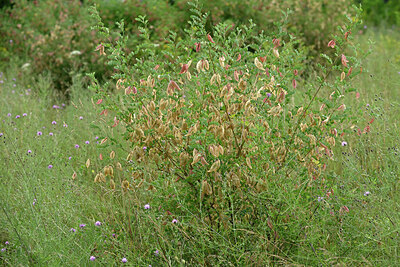 BUITEN BEELD Foto: 436931
