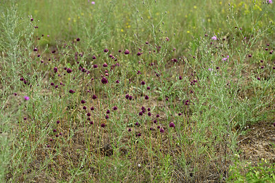 BUITEN BEELD Foto: 436935