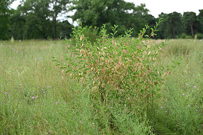 BUITEN BEELD Foto: 436936