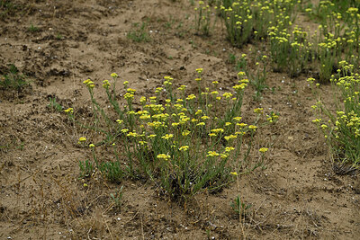 BUITEN BEELD Foto: 436938