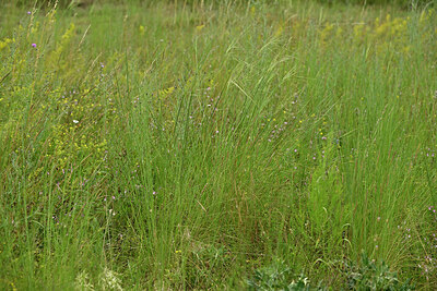BUITEN BEELD Foto: 436942