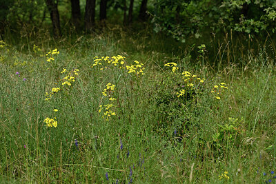 BUITEN BEELD Foto: 436943