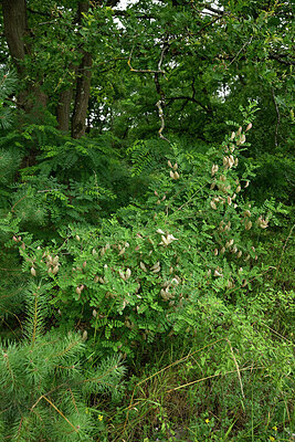 BUITEN BEELD Foto: 436946