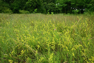 BUITEN BEELD Foto: 436947